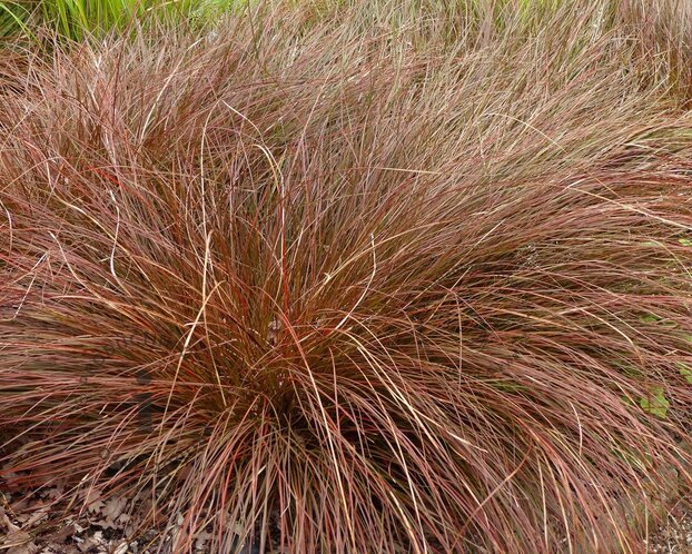 Carex tenuiculmis 'Cappuccino'
