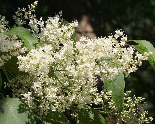Syringa pekinensis 'China Snow'