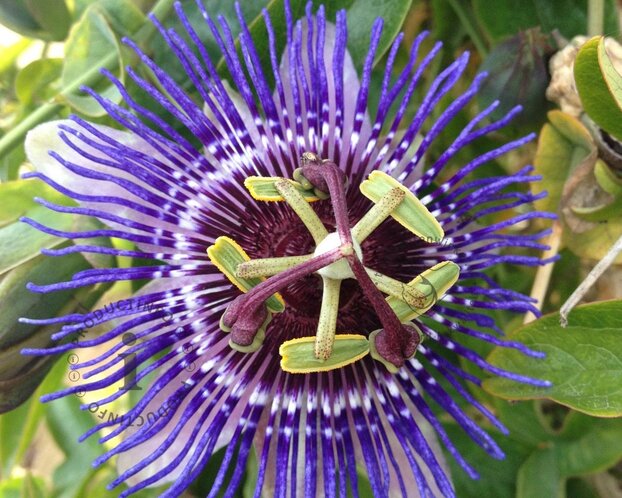 Passiflora 'Purple Rain'