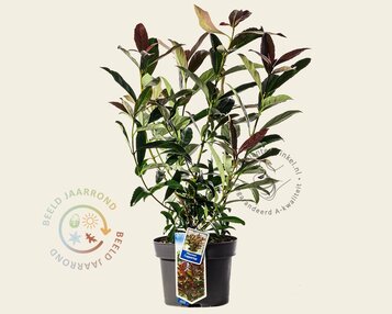 Viburnum odoratissimum 'Coppertop' image