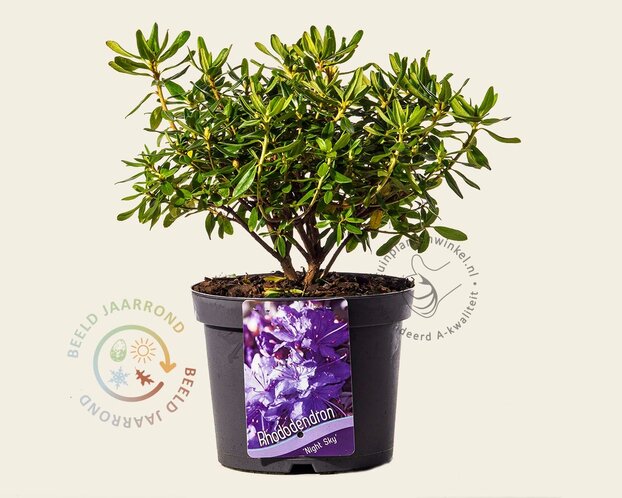 Rhododendron 'Night Sky'