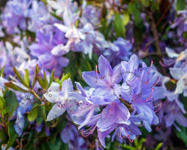 Rhododendron 'Night Sky'