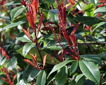 Photinia fraseri 'Red Robin' - kegelvorm op stam