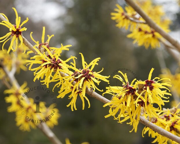 Hamamelis x intermedia 'Pallida'