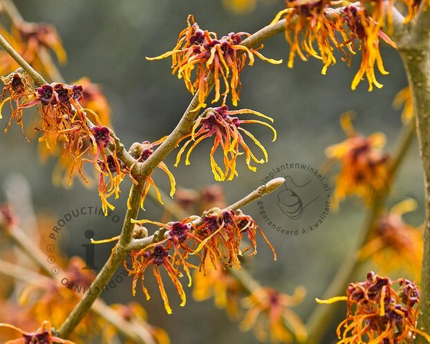 Hamamelis x intermedia 'Aphrodite'