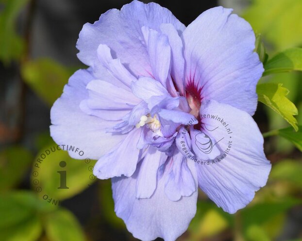 Hibiscus syriacus 'Blue Chiffon' - op stam