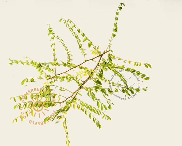 Robinia pseudoacacia 'Myrtifolia'