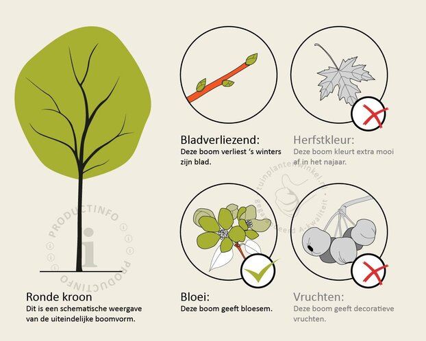 Robinia margaretta 'Casque Rouge'