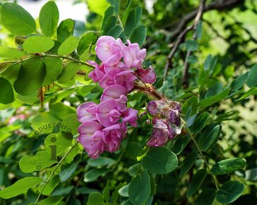 Robinia margaretta 'Casque Rouge'