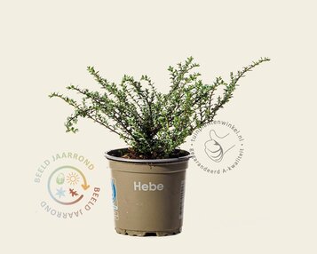 Hebe pimeleoides 'Quicksilver' image