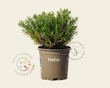 Hebe odora 'New Zealand' image