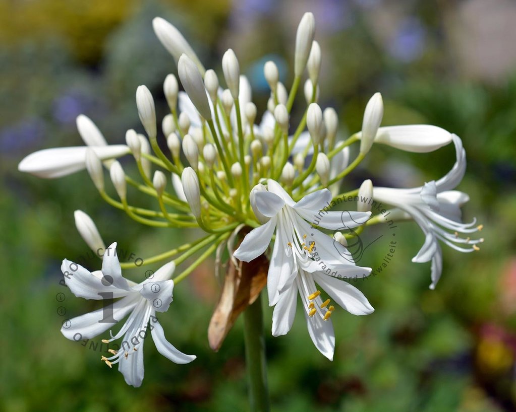 Agapanthus africanus 'Albidus' - in pot