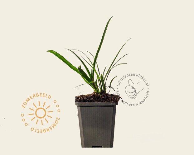 Agapanthus africanus 'Albidus' - in pot