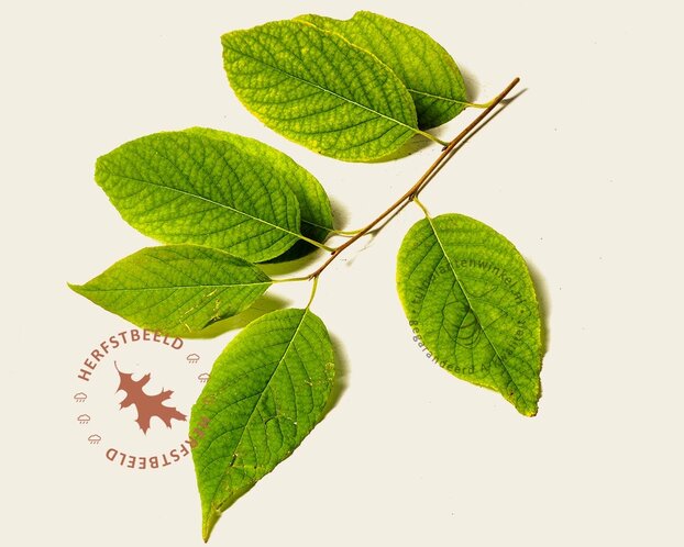 Halesia monticola - hoogstam