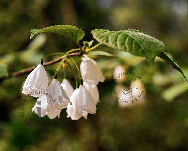 Halesia monticola - hoogstam