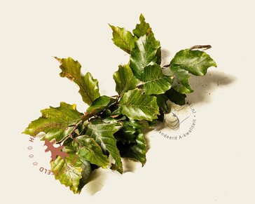 Fagus sylvatica 'Rohan Obelisk'