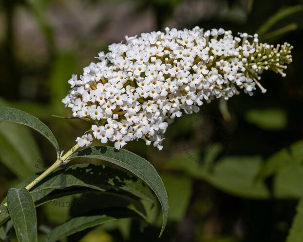 Buddleja davidii 'Butterfly Tower White'