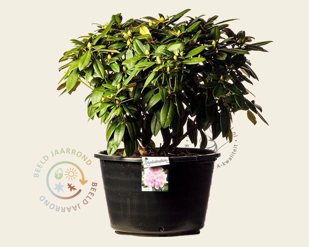 Rhododendron yakushimanum 'Doc'