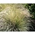 Festuca mairei