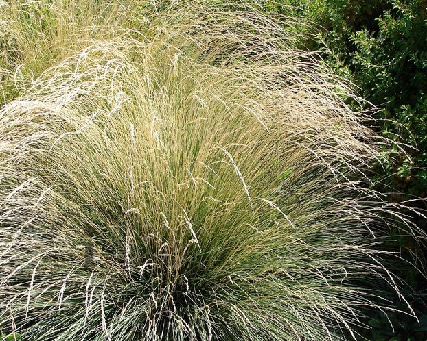 Festuca mairei