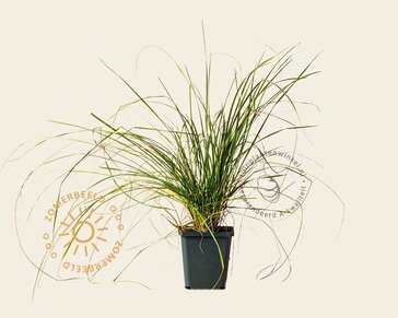Festuca mairei