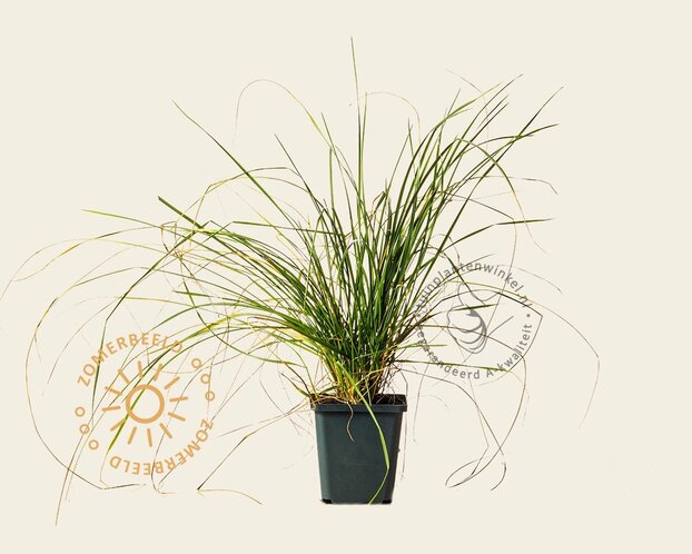Festuca mairei