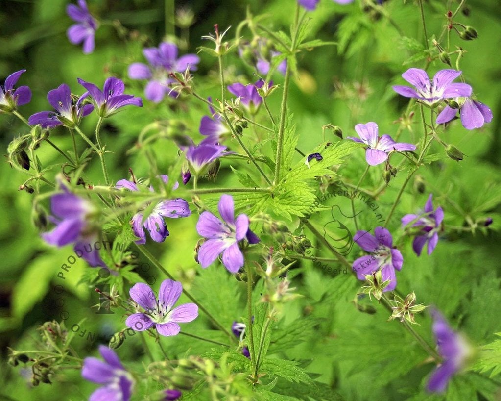 Geranium sylvaticum 'Mayflower'