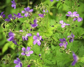 Geranium sylvaticum 'Mayflower' image