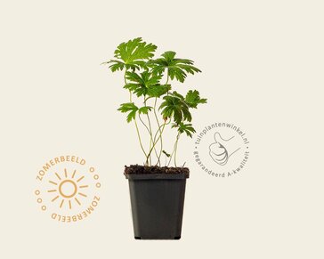Geranium sylvaticum 'Mayflower'
