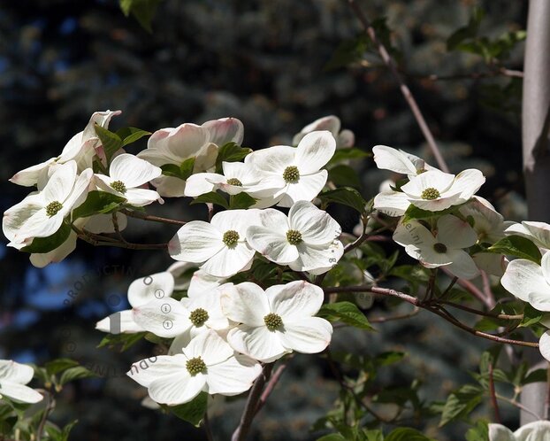 Cornus 'Eddie's White Wonder' - beveerd