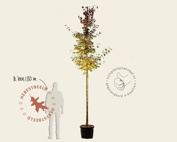 Cornus kousa chinensis - hoogstam