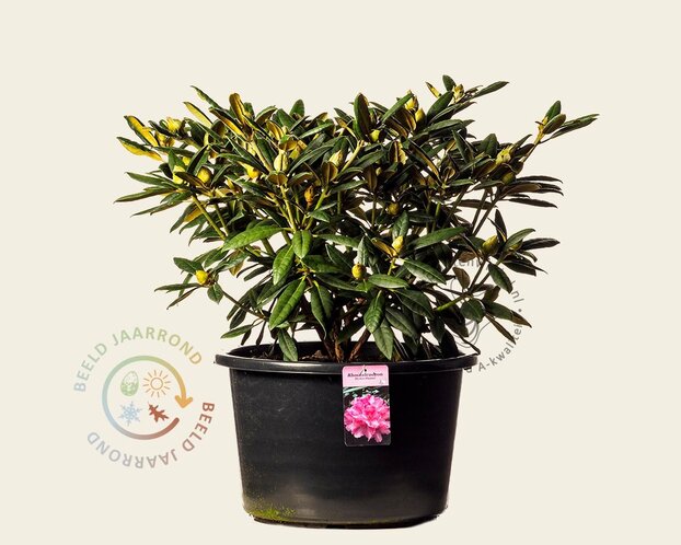 Rhododendron yakushimanum 'Hydon Hunter'
