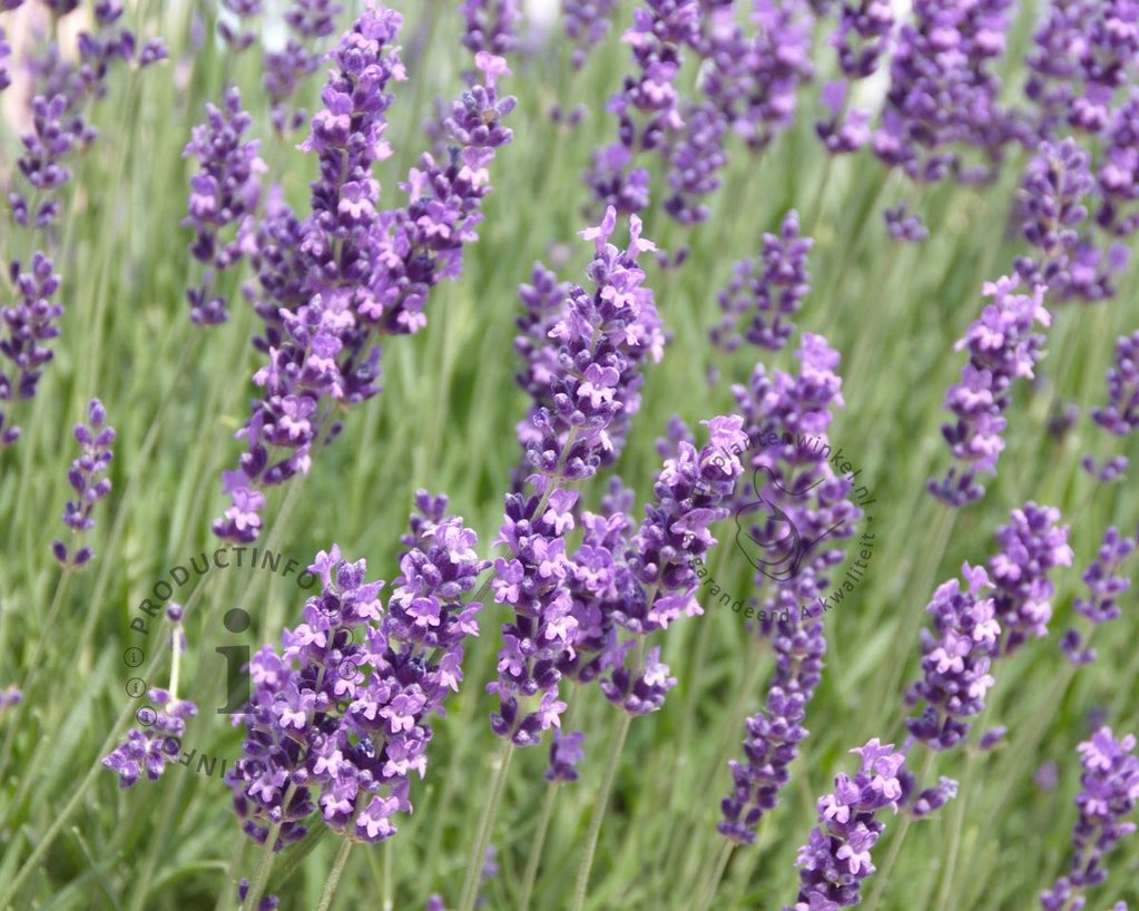 Lavandula angustifolia 'Dwarf Blue'