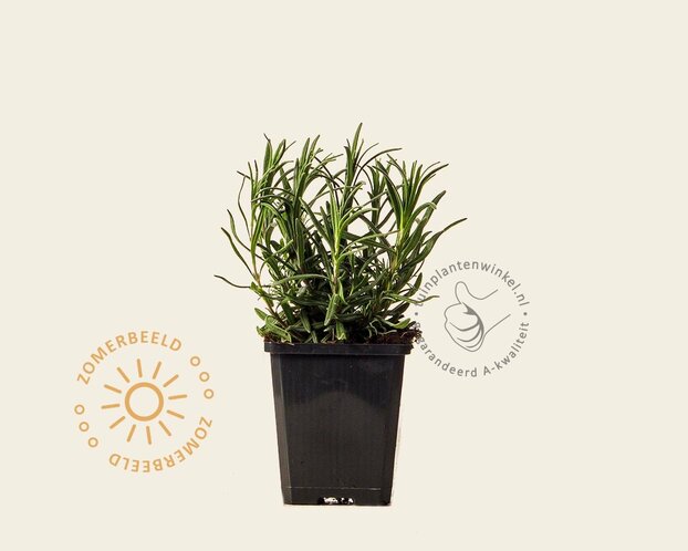Lavandula angustifolia 'Dwarf Blue'