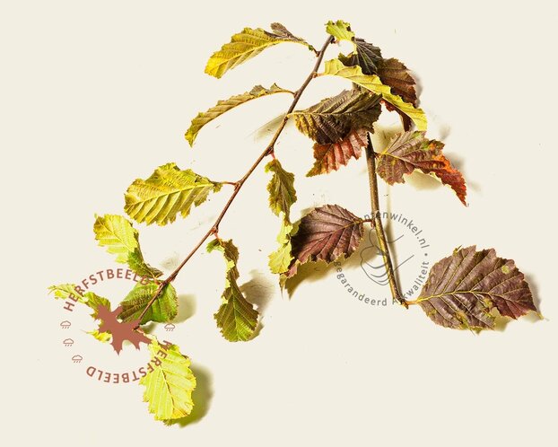 Carpinus betulus 'Rockhampton Red'
