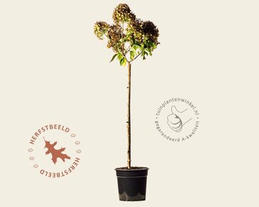 Hydrangea paniculata 'Little Lime' - op stam