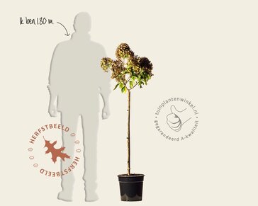 Hydrangea paniculata 'Little Lime' - op stam