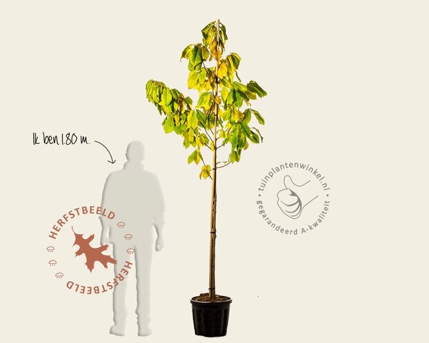 Asimina triloba