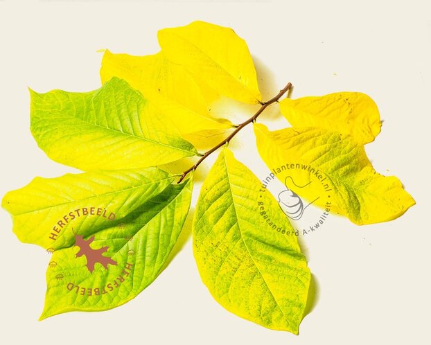 Asimina triloba