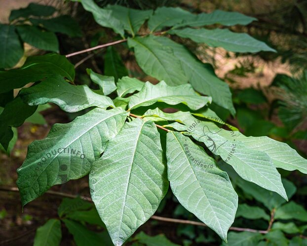 Asimina triloba