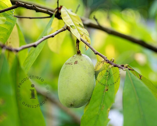 Asimina triloba