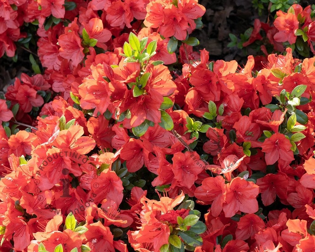 Rhododendron Azalea 'Orange Beauty'