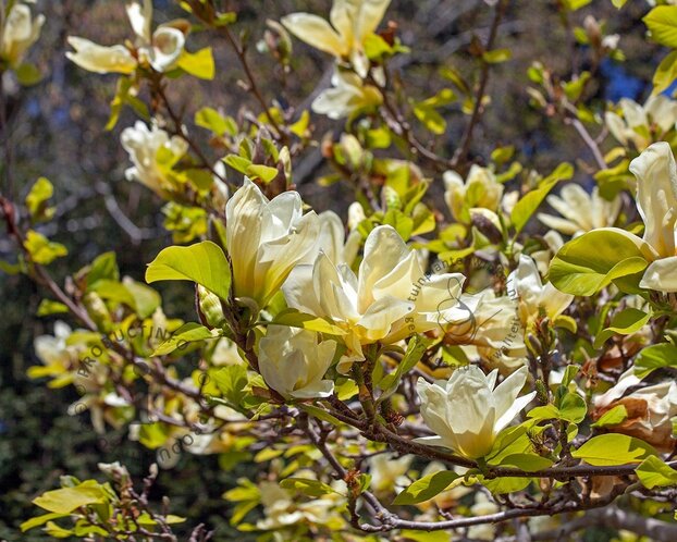 Magnolia brooklynensis 'Yellow Bird'