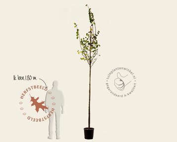 Cercis siliquastrum - hoogstam image