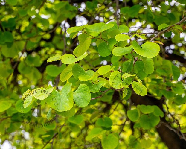 Cercis siliquastrum - hoogstam