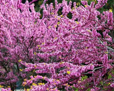 Cercis siliquastrum - hoogstam