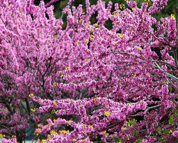Cercis siliquastrum - hoogstam