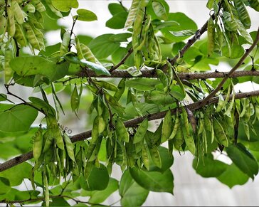 Cercis siliquastrum - hoogstam