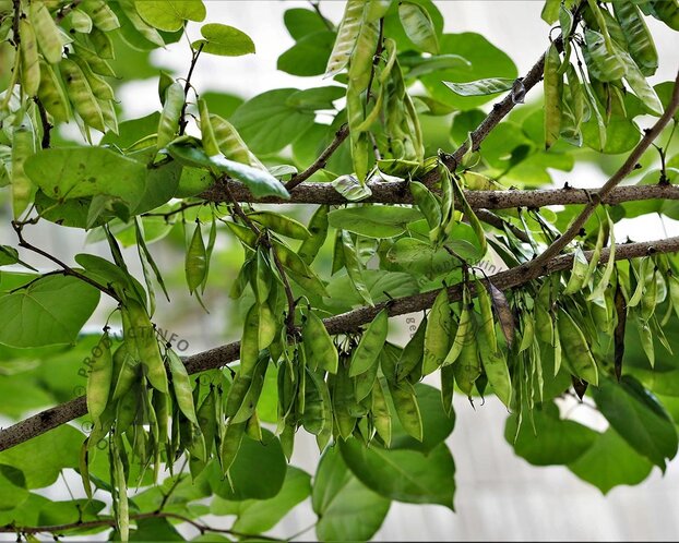 Cercis siliquastrum - hoogstam