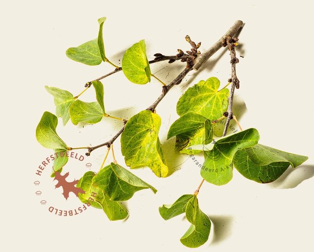 Cercis siliquastrum - hoogstam